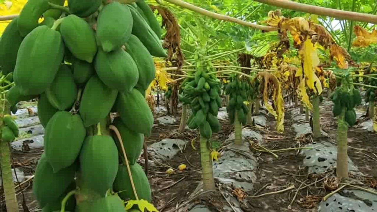 दर आठवड्याला पाच टनांपेक्षा जास्त पपईची तोडणी होत आहे. या पपई बागेतून त्यांना सुमारे 40 लाख रुपयांचे उत्पन्न अपेक्षित आहे. पपईसोबतच त्यांनी आंतरपीक म्हणून टरबूज आणि खरबूज पिकांचेही चांगले उत्पादन घेतले आहे.