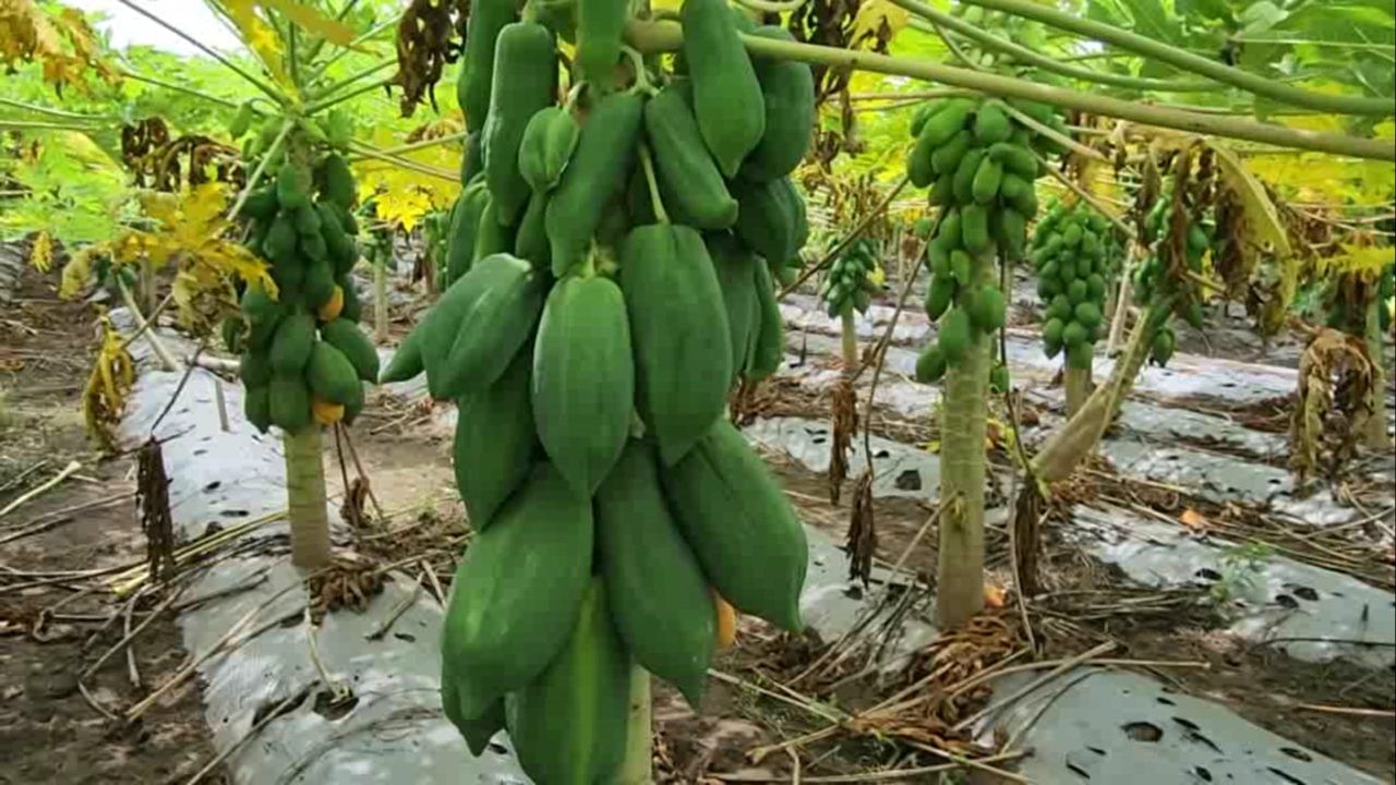 पण खडकाळ जमीन आणि पारंपरिक पिकांमधून मिळणारे तुटपुंजे उत्पन्न यामुळे शेती करणे फायदेशीर ठरत नव्हते. अशा परिस्थितीत, त्यांनी पारंपरिक पिकांना फाटा देत काहीतरी वेगळं करण्याचा निश्चय केला.