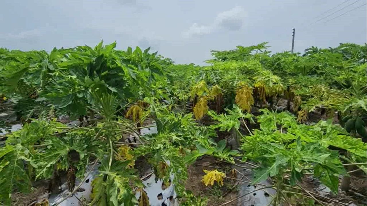 महेंद्र देशमुख असे या शेतकऱ्याचे नाव असून तो बुलढाण्याच्या खामगाव तालुक्यात किन्ही महादेव या ठिकाणी राहतो. त्यांनी आठवीपर्यंत शिक्षण घेतले. पुढे शिकण्याऐवजी त्यांनी वडिलोपार्जित शेती सांभाळण्याचा निर्णय घेतला.