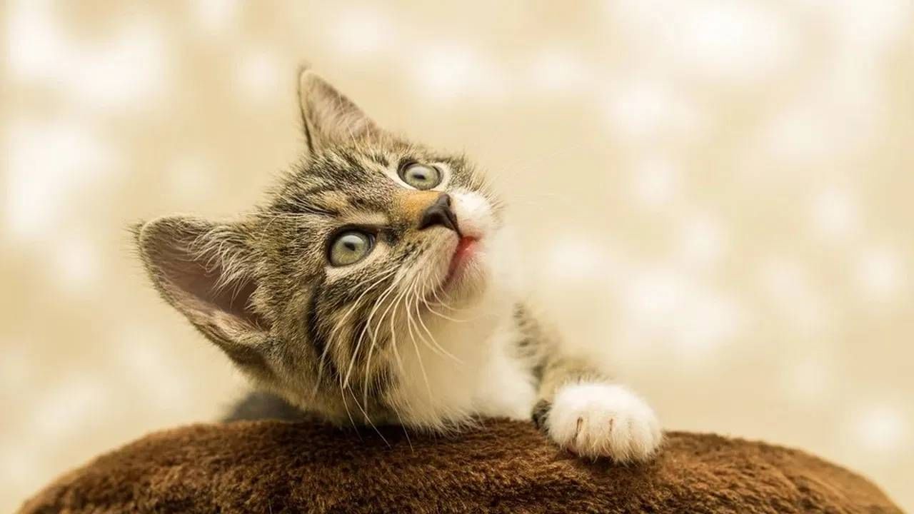 थेट इमारतीवरूनच मांजरीला फेकलं, म्हातारा क्रूर वागला... सीसीटीव्हीत जे दिसलं ते धक्कादायक, काय झालं त्या मुक्या जीवाचं?