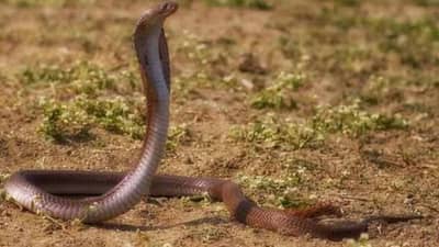 चिमुकल्याला कोब्राचा दंश, डॉक्टरांनी केलं ठीक, 8 तासांनी पुन्हा... नेमकं काय घ़डलं तिथे ?