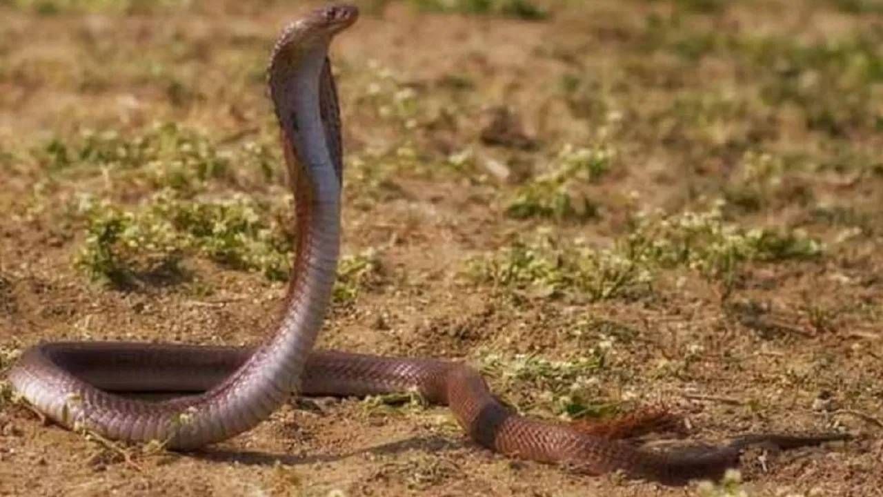 चिमुकल्याला कोब्राचा दंश, डॉक्टरांनी केलं ठीक, 8 तासांनी पुन्हा... नेमकं काय घ़डलं तिथे ?