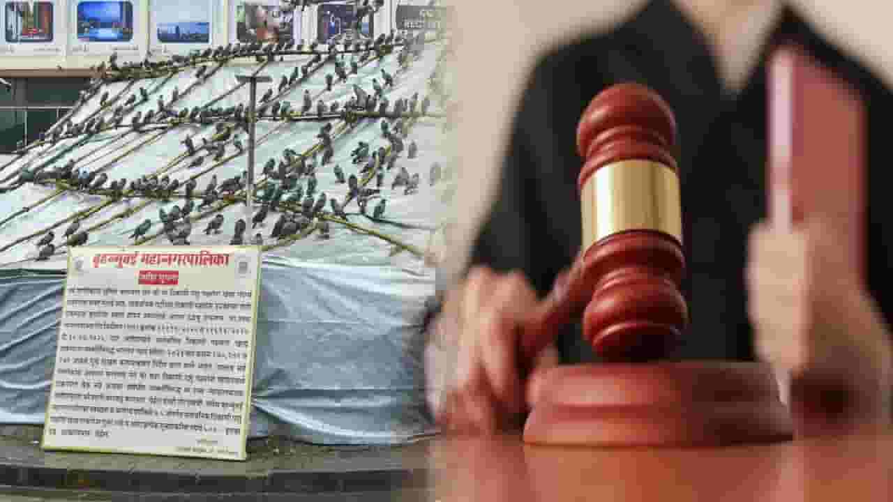 kabutar khana : कबुतरखान्यांवरील बंदीवर 'जैसे थे'च निर्णय, न्यायालयात सुनावणीदरम्यान काय काय घडलं? मुंबईत 'या' ठिकाणी कबुतरांना नवी जागा?
