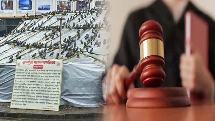 kabutar khana : कबुतरखान्यांवरील बंदीवर 'जैसे थे'च निर्णय, न्यायालयात सुनावणीदरम्यान काय काय घडलं? मुंबईत 'या' ठिकाणी कबुतरांना नवी जागा? kabutar khana : कबुतरखान्यांवरील बंदीवर 'जैसे थे'च निर्णय, न्यायालयात सुनावणीदरम्यान काय काय घडलं? मुंबईत 'या' ठिकाणी कबुतरांना नवी जागा?