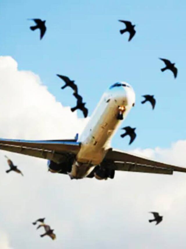 विमानाला छोटा पक्षी धडकला तर खरंच लागते आग?