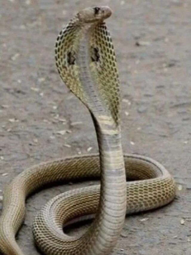 किंग कोबरा नाही, हा साप जगात सर्वात खतरनाक