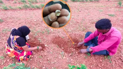 भारतातील या ठिकाणी दरवर्षी सापडतात हिरे, अनेकजण रातोरात बनतात मालामाल