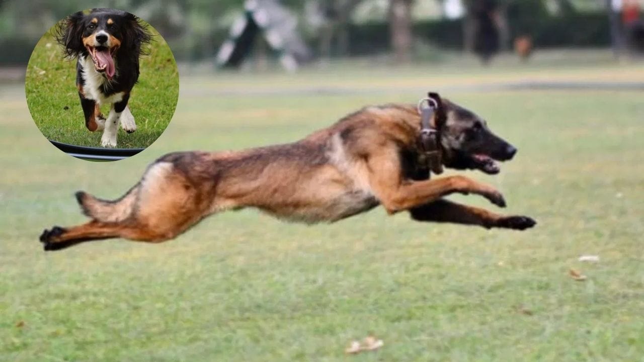 कुत्रे परत कधीच आयुष्यात गाडीच्या मागे धावणार नाहीत, करा हा 2 रुपयांचा सोपा उपाय कुत्रे परत कधीच आयुष्यात गाडीच्या मागे धावणार नाहीत, करा हा 2 रुपयांचा सोपा उपाय