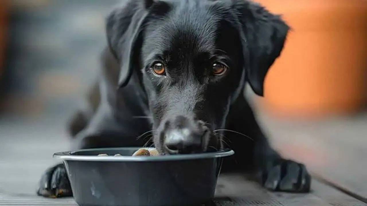 हिंदू धर्मात काळ्या कुत्र्याला पोळी किंवा भाकरी खाऊ घालणे खूप शुभ मानले जाते. विशेषतः शनिवारी काळ्या कुत्र्याची सेवा करणे किंवा भाकरी खाऊ घालणे खूप फलदायी मानले जाते.