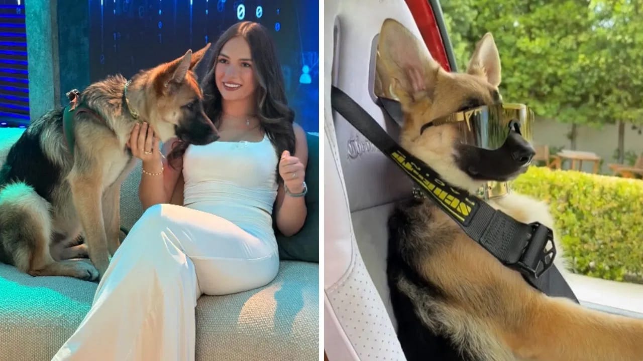 यासाठी, एक ट्रस्ट तयार करण्यात आली आहे. ज्यामुळे  संपत्ती गुनथरच्या भावी पिढ्यांच्या काळजीसाठी खर्च करता येईल. या राजघराण्यातील प्रत्येक कुत्र्याचं संगोपन राजेशाही पद्धतीनं केलं जातं. सध्याचा वारस गुनथर सहावा आहे, जो गुनथर तिसराचा नातू आहे, ज्याची संपत्ती आता 400 मिलियन डॉलर पेक्षा जास्त असल्याचा अंदाज आहे.