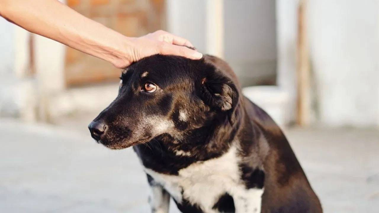 शनिवारी काळ्या कुत्र्याला पोळी खाऊ घातल्याने शनिदेवाची कृपा राहते आणि तुमचे सर्व काम पूर्ण होते.