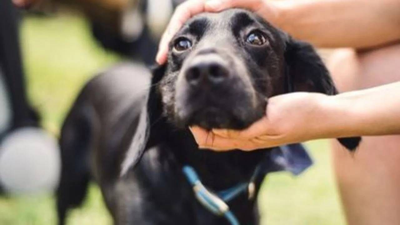पूर्वजांना प्रसन्न करण्यासाठी शुक्रवारी कुत्र्याला मोहरीचे तेल आणि काळे तीळ घालून भाकरी खायला घाला. असे केल्याने पूर्वजांचे आशीर्वाद राहतात आणि शत्रूंचा नाश होतो. ( डिस्क्लेमर : वरील माहिती उपलब्ध स्रोतावरून देण्यात आलेली आहे. याच्या तथ्यांबद्दल आम्ही कुठलाही दावा करीत नाही, तसेच अंधश्रद्धेला दुजोरा देत नाही)