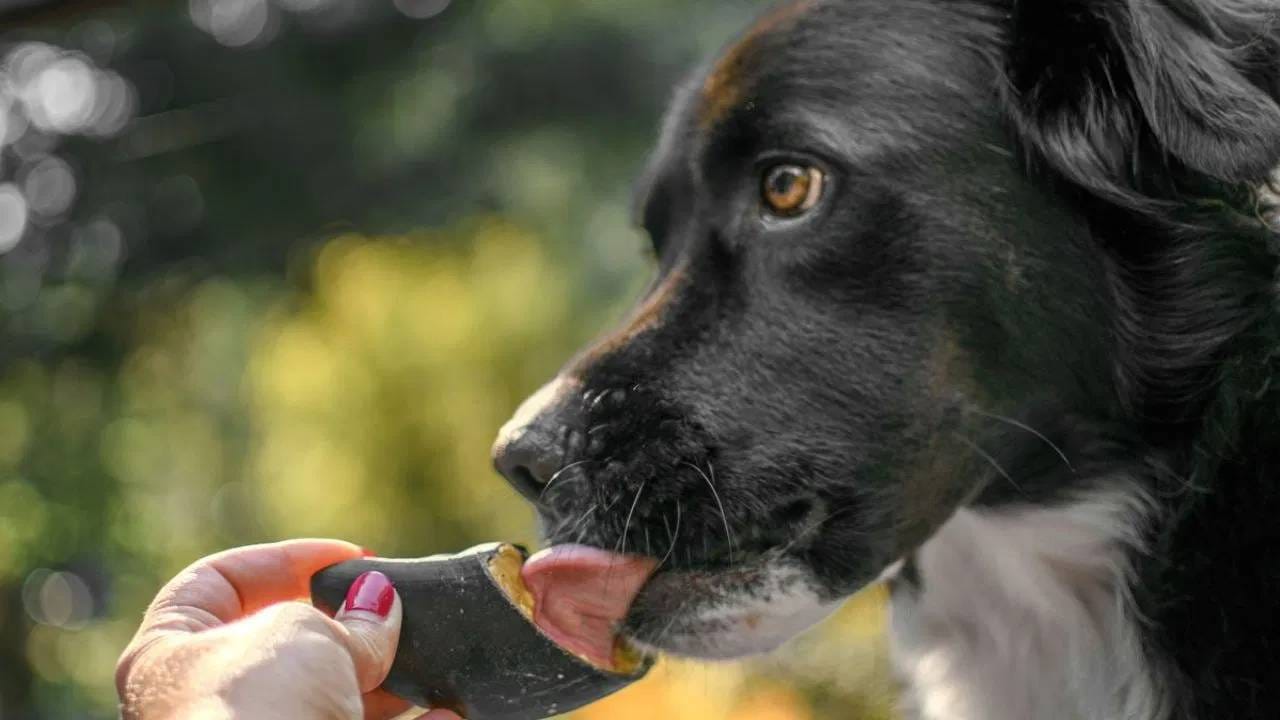 जर राहू आणि केतूची स्थिती वाईट असेल तर कुत्र्याला पोळी किंवा भाकरी खाऊ घातल्याने ती सुधारू शकते. तसेच, केतूचा अशुभ प्रभाव कमी होऊ लागतो.