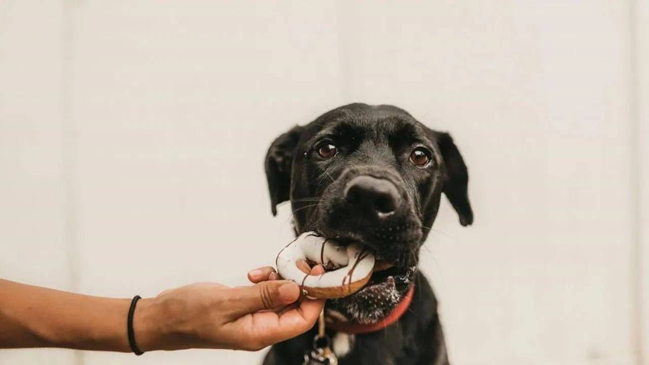 दररोज काळ्या कुत्र्याला पोळी खाऊ घातल्याने भैरव बाबा प्रसन्न होतात आणि जीवनातील समस्या दूर होतात. तसेच अकाली मृत्यूसारख्या घटना टळतात.