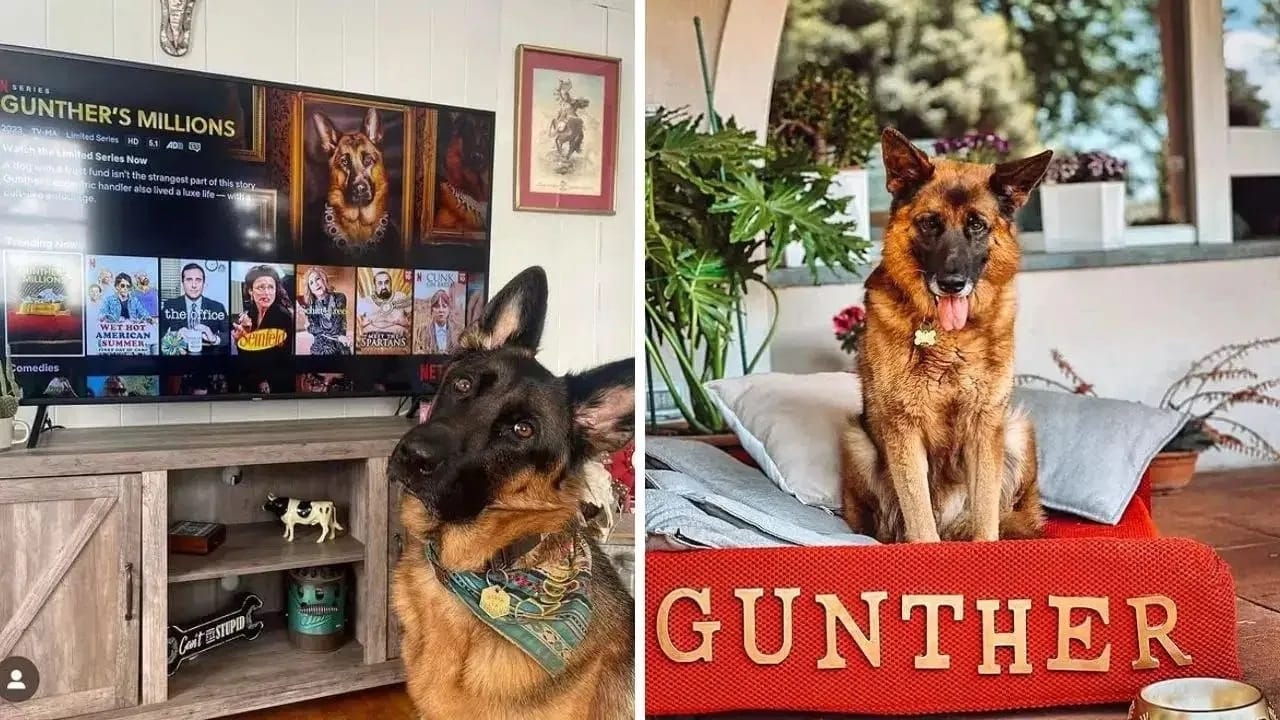 एकीकडे दिल्ली-एनसीआरमधील सर्व भटक्या कुत्र्यांना 8 आठवड्यांच्या आत शेल्टर होममध्ये पाठवण्याच्या सर्वोच्च न्यायालयाच्या निर्णयावर देशात चर्चा सुरू आहे. दरम्यान गुनथर नावाचा कुत्रा आलिशान आयुष्य जगत आहे. 