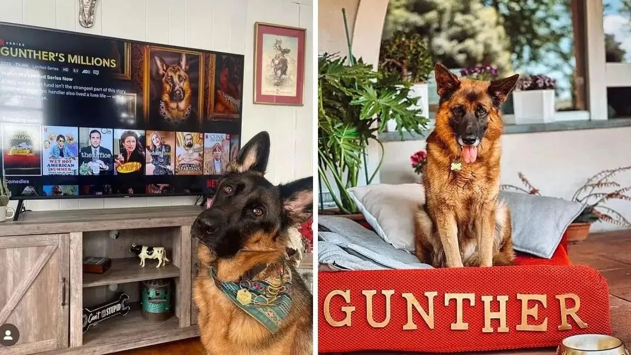 एकीकडे दिल्ली-एनसीआरमधील सर्व भटक्या कुत्र्यांना 8 आठवड्यांच्या आत शेल्टर होममध्ये पाठवण्याच्या सर्वोच्च न्यायालयाच्या निर्णयावर देशात चर्चा सुरू आहे. दरम्यान गुनथर नावाचा कुत्रा आलिशान आयुष्य जगत आहे. 