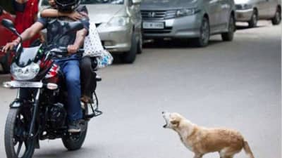 धावत्या गाडीमागे कुत्रे का लागतात? यामागचं खरं कारण वाचून तुम्हाला बसेल धक्का!