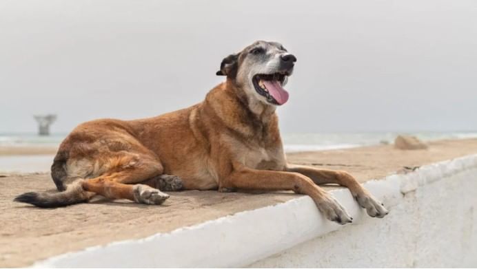 तुमच्या आजूबाजूला असे अनेक लोक असतात ज्यांना श्वान अर्थात कुत्रा फार आवडतो. कुत्र्‍याला पाळण्यासाठी अनेकजण प्रत्येक महिन्याला हजारो रुपये खर्च करतात. 