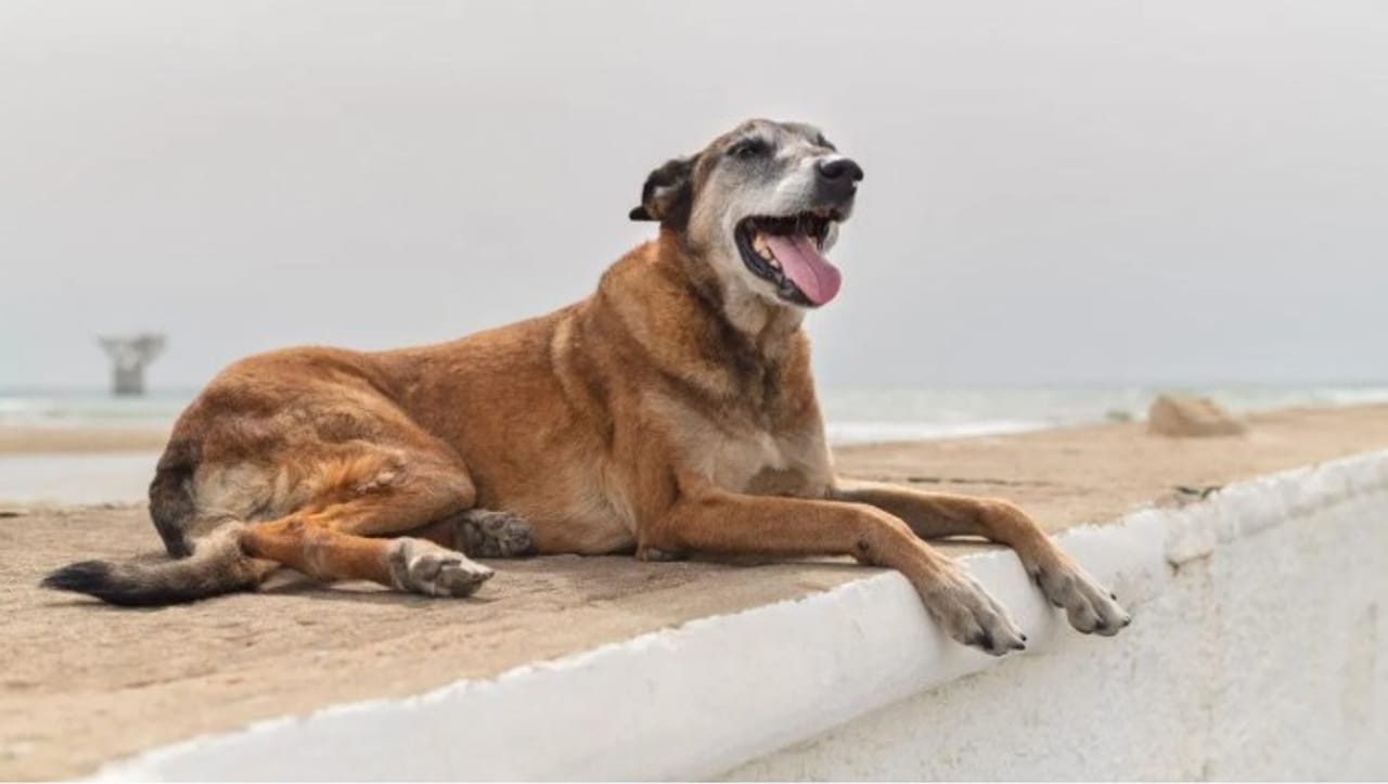 तुमच्या आजूबाजूला असे अनेक लोक असतात ज्यांना श्वान अर्थात कुत्रा फार आवडतो. कुत्र्‍याला पाळण्यासाठी अनेकजण प्रत्येक महिन्याला हजारो रुपये खर्च करतात. 