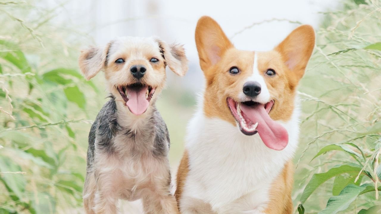 ( डिस्क्लेमर : वरील माहिती उपलब्ध स्रोतावरून देण्यात आलेली आहे. याच्या तथ्यांबद्दल आम्ही कुठलाही दावा करीत नाही, तसेच अंधश्रद्धेला दुजोरा देत नाही)