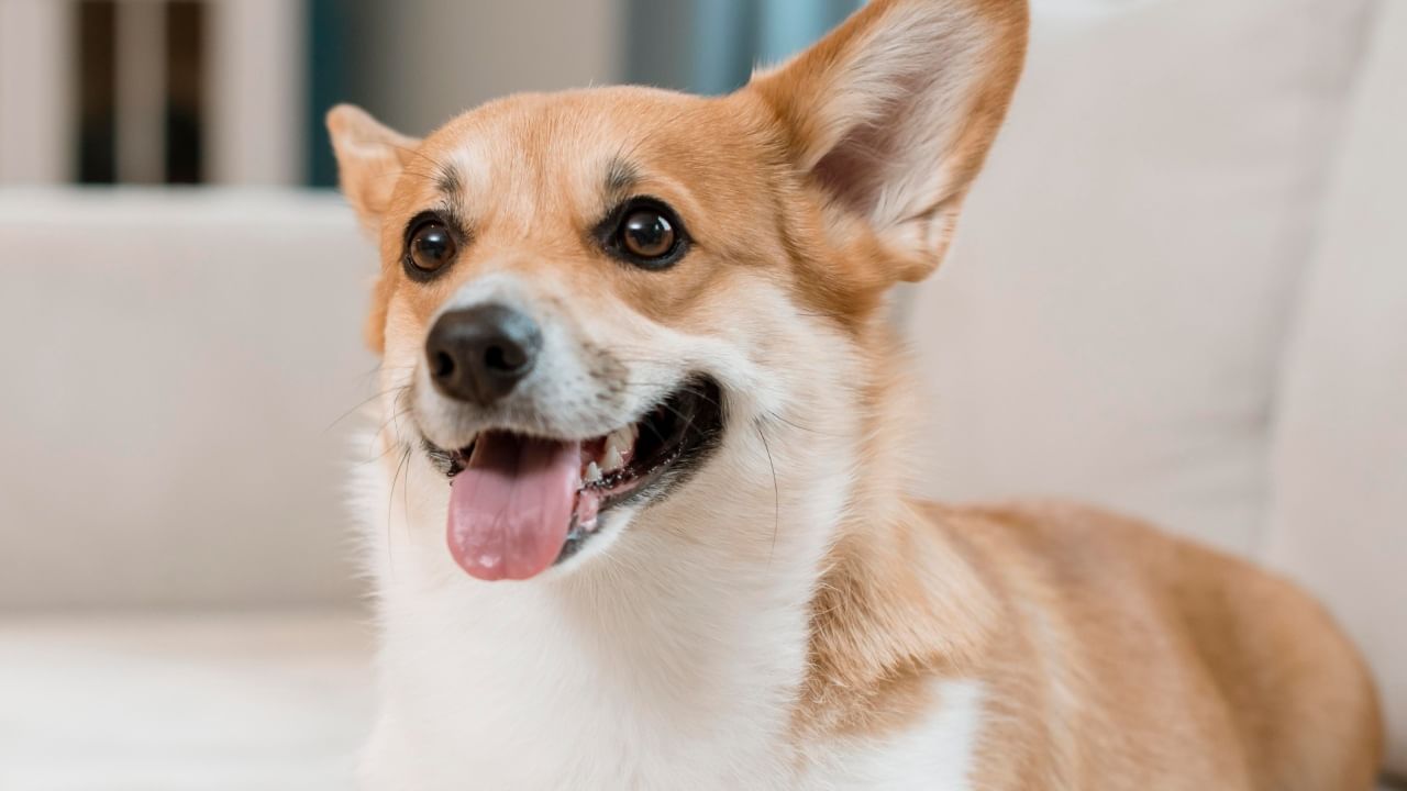 ज्योतिषशास्त्रात प्रत्येक प्राण्याचा संबंध कोणत्या ना कोणत्या ग्रहांशी जोडलेला आहे. यातील एका महत्वाच्या प्राण्यांपैकी एक प्राणी म्हणजे कुत्रा. अनेकांना कुत्रा पाळण्याचा शौक असतो. पण तुम्हाला माहितीये का, कुत्र्‍याचे पालन केल्याने तुमच्या जीवनावर त्याचे अनेक परिणाम होतात.