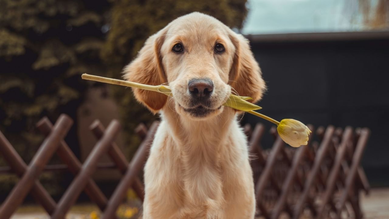 त्यामुळे कुत्र्याची सेवा करणे केवळ एक प्राणी प्रेम नाही, तर यामुळे तुमच्या जीवनात सुख, शांती आणि समृद्धी येऊ शकते. यामुळे यापुढे कुत्रा पाळताना त्याकडे फक्त छंद म्हणून नव्हे तर त्यातून जीवनावर होणारे सकारात्मक परिणाम म्हणूनही पाहायला हवे.