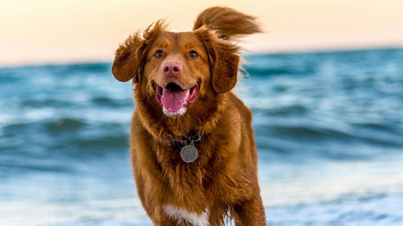 जर तुम्ही शनिग्रहाच्या साडेसातीमुळे त्रस्त असाल, तर कुत्र्याची सेवा करणे तुमच्यासाठी फायदेशीर ठरू शकते. जर तुम्ही एखाद्या काळ्या कुत्र्याला पोळी खाऊ घातली तर शनिदेव प्रसन्न होतात. त्यांच्या त्रासातून दिलासा मिळतो.