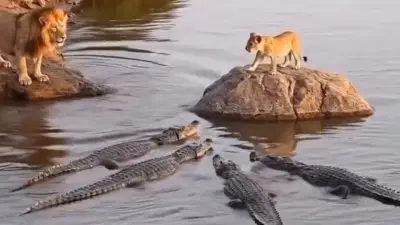 Viral Video: मगरींनी घेरलं, पण ‘आकाशाच्या राजा’ने वाचवले! सिंहाच्या बछड्याचा खतरनाक व्हिडीओ