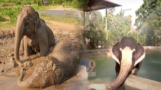 Vantara :  सो कुल… मडबाथ, शॉवर अन् मुक्त विहार, बघा वनतारात हत्तींवर कसे होतात उपचार?