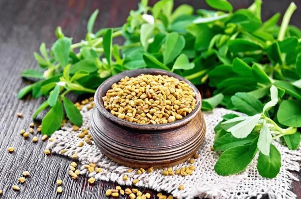 केवळ १४ दिवस खा मेथीच्या बिया, या लोकांना होईल प्रचंड फायदा