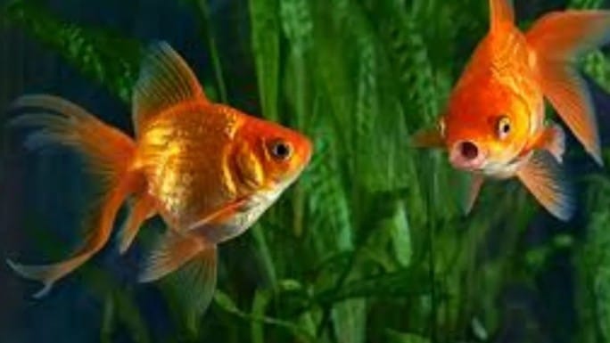 हिंदू धर्मात वास्तूशास्त्राला फार महत्त्व आहे. वास्तूशास्त्रानुसार रचना नसली की संबंधित घरात नकारत्मकता येते, असे म्हटले जाते. वास्तूशास्त्रात काही पेंटिंग्स, फोटोंना फार महत्त्व आहे. त्यामुळे घरात सकारात्मक ऊर्जा निर्माण करणाऱ्या एका पेंटिंगबाबत जाणून घेऊ या...