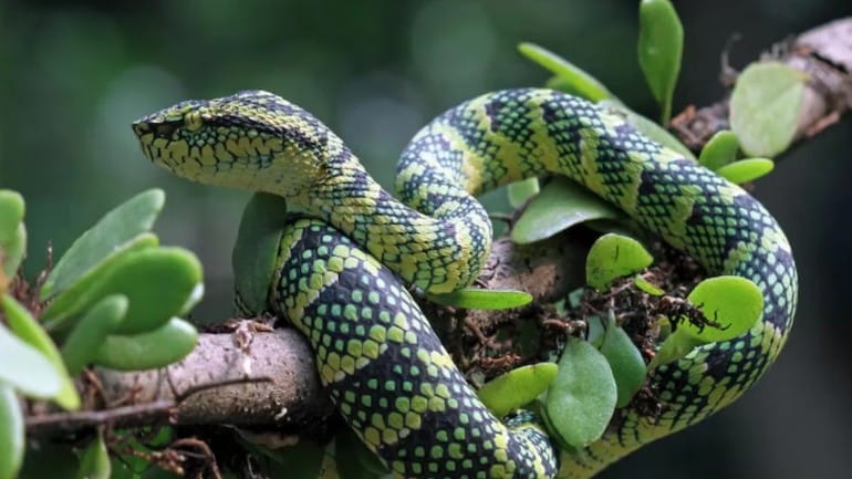 एकदा हवेत उडी घेतली तर हे साप आपल्या शरीरावर नियंत्रण मिळवू शकतात. त्यामुळेच या सापांना हवेत उडणारे साप असे म्हटले जाते. गोल्डन ट्री स्नेक, पॅराडाईज्ड ट्री स्नेक, ट्विन बार्ड ट्री स्नेक अशा हवेत उडू शकणाऱ्या सापांच्या काही प्रजाती आहेत. 