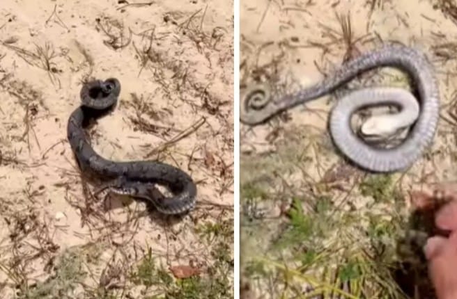 भारतातही हे साप आढळतात. भारतातील पश्चिमी घाटात तसेच पुर्वेकडील जंगलात हे हवेत उडणारे साप आढळतात. थायलंड, इंडोनेशिया, मलेशिया, फिलिपाईन्स, सिंगापूर इथेही अशा प्रकारचे साप आढळतात. 