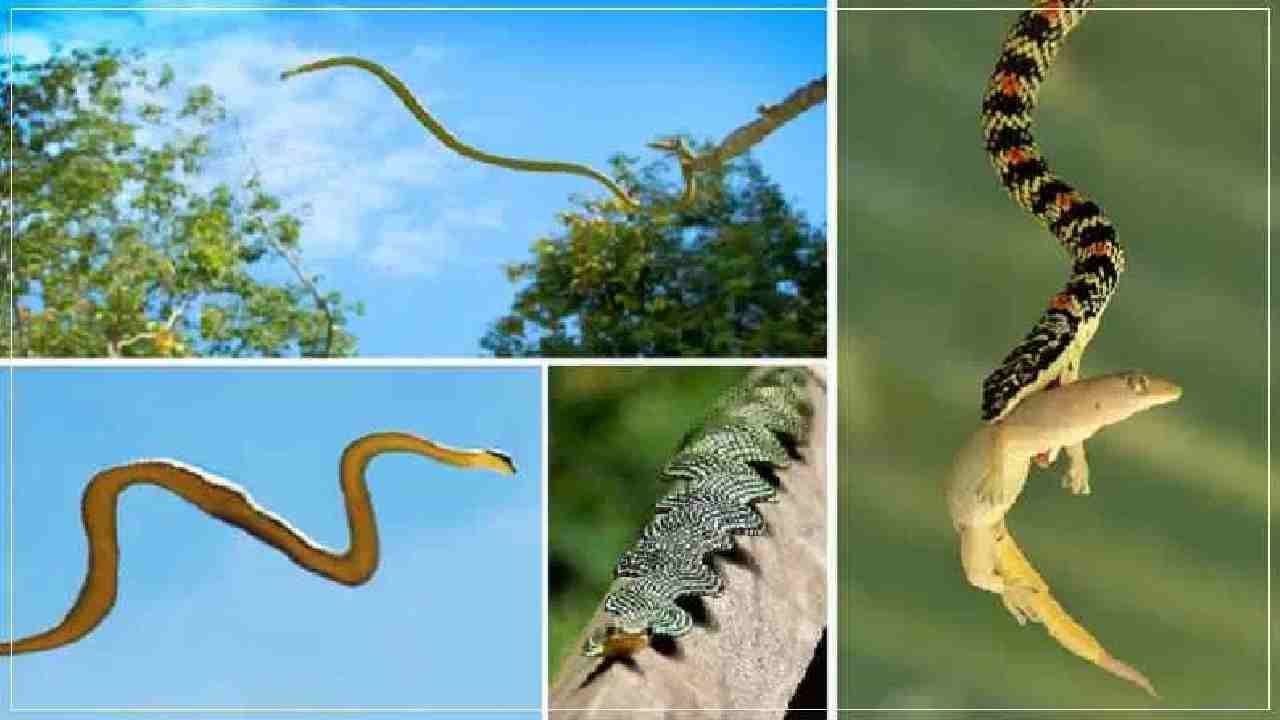 साप हे सरपटणारे प्राणी आहेत. ते जमिनीवर सरपटतात. मात्र या जगात असे काही साप आहेत, जे थेट हवेतही उडू शकतात. मिळालेल्या माहितीनुसार हे साप साधारण 30 मिटरपर्यंत आकाशात उडू शकतात. म्हणूनच या सापांना फ्लाईंग स्नेक म्हटले जाते. 