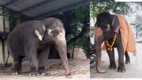 या हत्तीणीसाठी वनताराकडून 3 कोटींची ऑफर अन् किडनॅपिंगची प्रक्रिया सुरू.