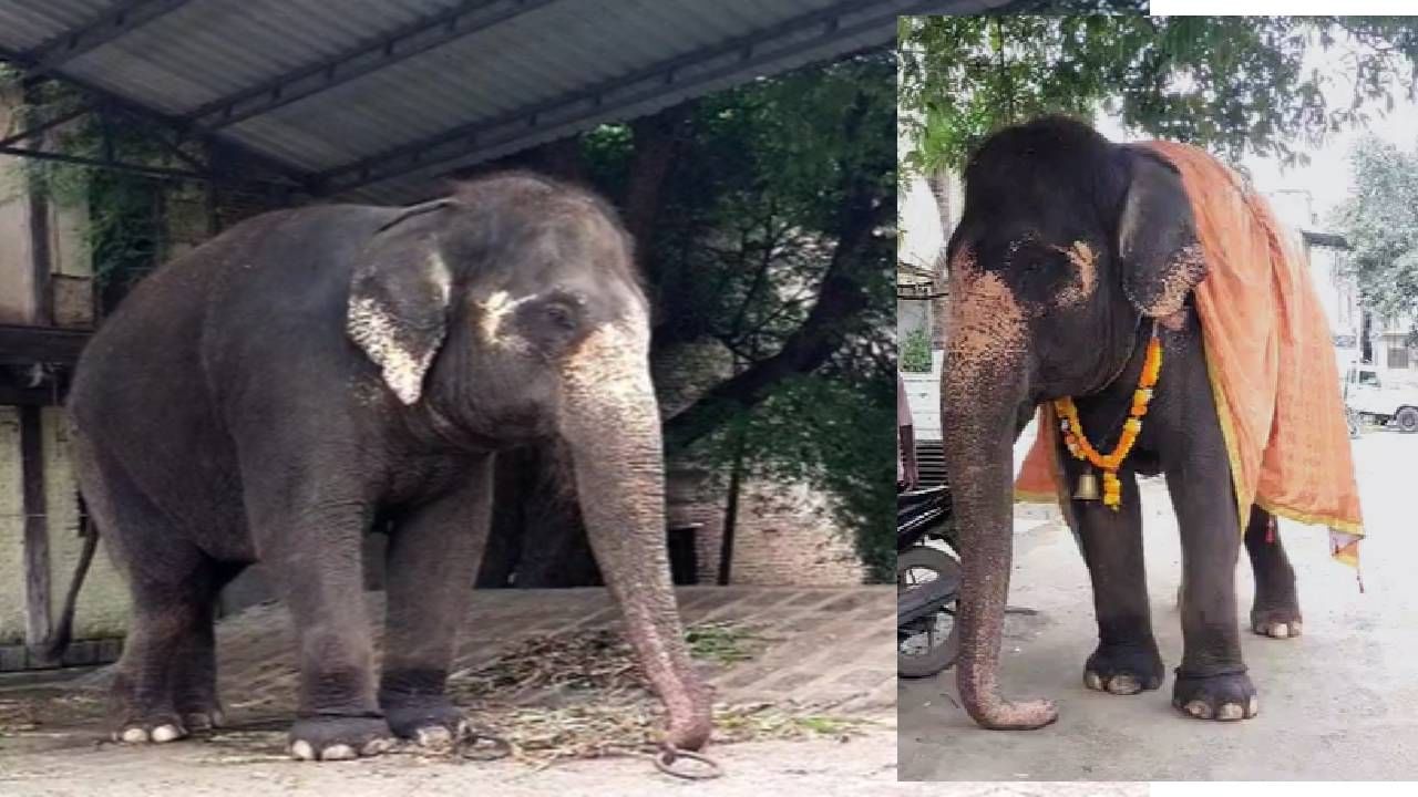 Sangali : 'या' हत्तीणीसाठी 'वनतारा'कडून 3 कोटींची ऑफर अन् किडनॅपिंगची प्रक्रिया सुरू... खळबळजनक आरोप काय? Sangali : 'या' हत्तीणीसाठी 'वनतारा'कडून 3 कोटींची ऑफर अन् किडनॅपिंगची प्रक्रिया सुरू... खळबळजनक आरोप काय?