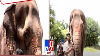 Madhuri In Vantara : ‘त्या’ दोघींचा फेरफटका… वनतारात मिळाली खास मैत्रीण… माधुरी अन् गीता साथसाथ