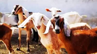 गावातून अचानक गायब बकऱ्या, सत्य कळताच गावकऱ्यांना हादरा, म्हणाले हा दानव...