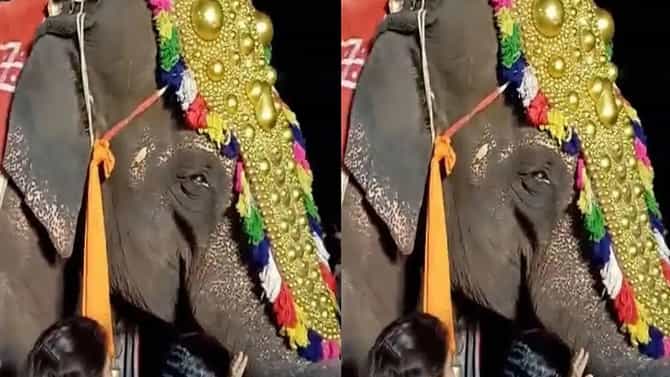 माधुरी परत येत नाही तोवर..., महादेवी हत्तीणीसाठी मराठी कलाकार पुढे, ती पुन्हा मठात येणार?