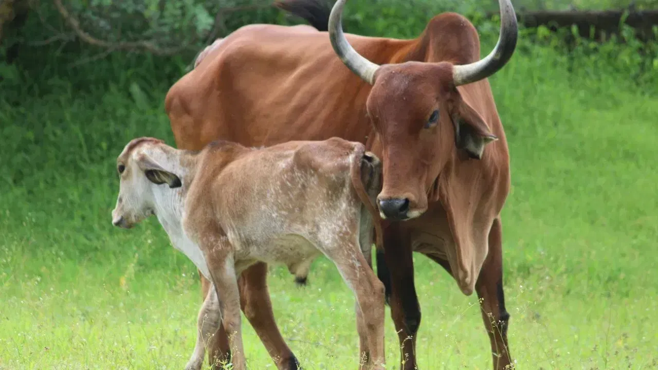 चोर आणि शत्रूंपासून वाचण्यासाठी कुत्र्याला खायला द्यावे. कुत्रा हा काळभैरवाचे वाहन देखील आहे. याशिवाय, गाईला खाऊ घातल्याने मानसिक शांती आणि संपत्ती मिळते.