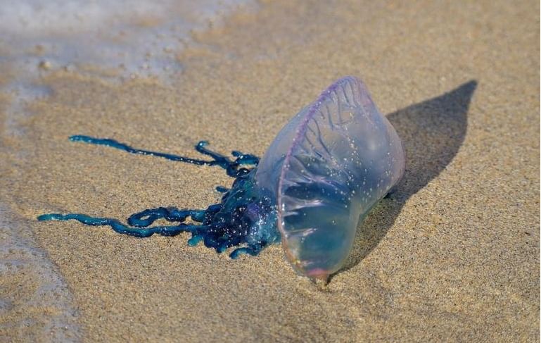 चौपाट्यांवर विसर्जनावेळी सावधान, स्टिंग रे आणि ब्लु जेलीफीशपासून सर्तक राहण्याचे नागरिकांना आवाहन