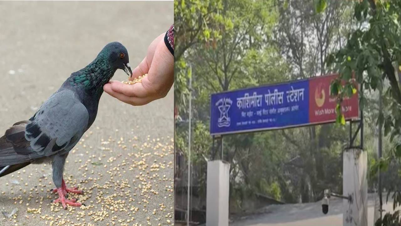 कबूतरांना खाणं टाकू नका सांगताच संताप, वृद्धासह महिलेला बेदम मारहाण