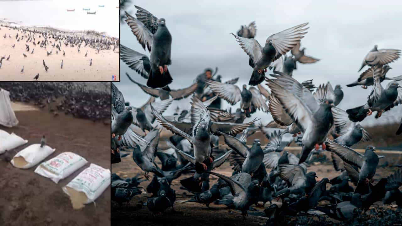 इथं कबुतरखान्यात धान्य टाकायला बॅन, यानं तर चौपाटीवरच ओतल्या एक-दोन नाही तर 10 गोण्या अन्....