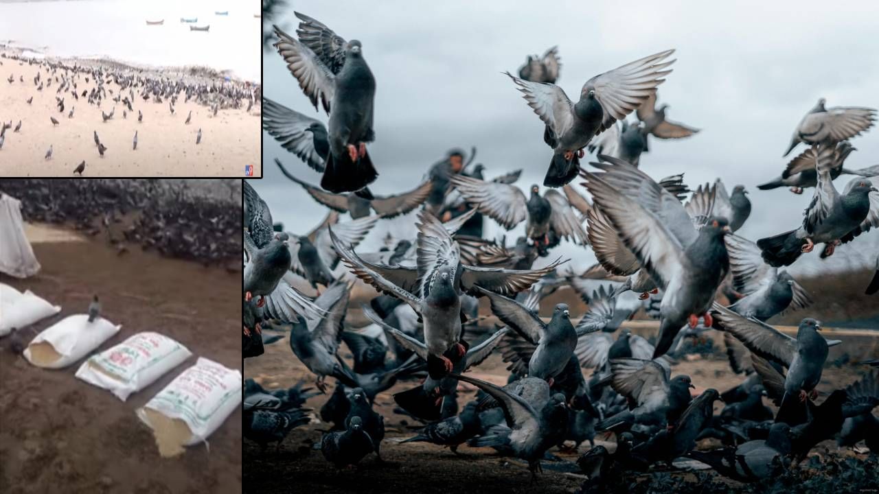 इथं कबुतरखान्यात धान्य टाकायला बॅन, यानं तर चौपाटीवरच ओतल्या एक-दोन नाही तर 10 गोण्या अन्....
