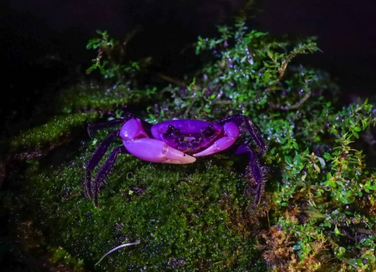थायलंडमधील कायांग क्राचन राष्ट्रीय उद्यानात एक अतिशय दुर्मिळ आणि अनोख्या प्रजातीचा खेकडा आढळला आहे. हा खेकडा जांभळ्या रंगाचा असून तो रात्रीच्या अंधारात चमकत आहे. (photo credit- Department of National Parks, Wildlife and Plant Conservation, Thailand)