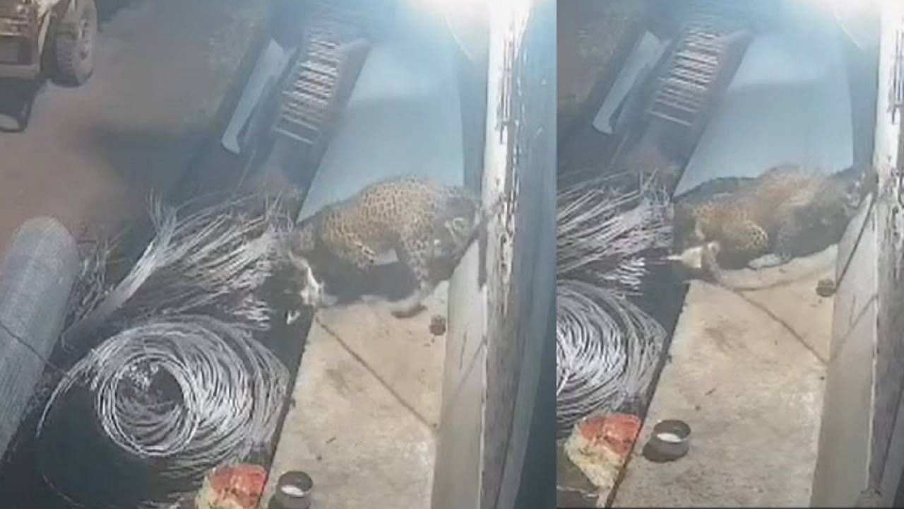 किर्र शांतता, मध्यरात्री गाव झोपलेलं असताना बिबट्या आला आणि... सीसीटीव्हीत काय दिसलं ? थरारक Video पहाच