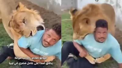 धक्कादायक, मालकाने नोकराच्या अंगावर सिंहाला सोडले, समोर आला थरारक व्हिडीओ