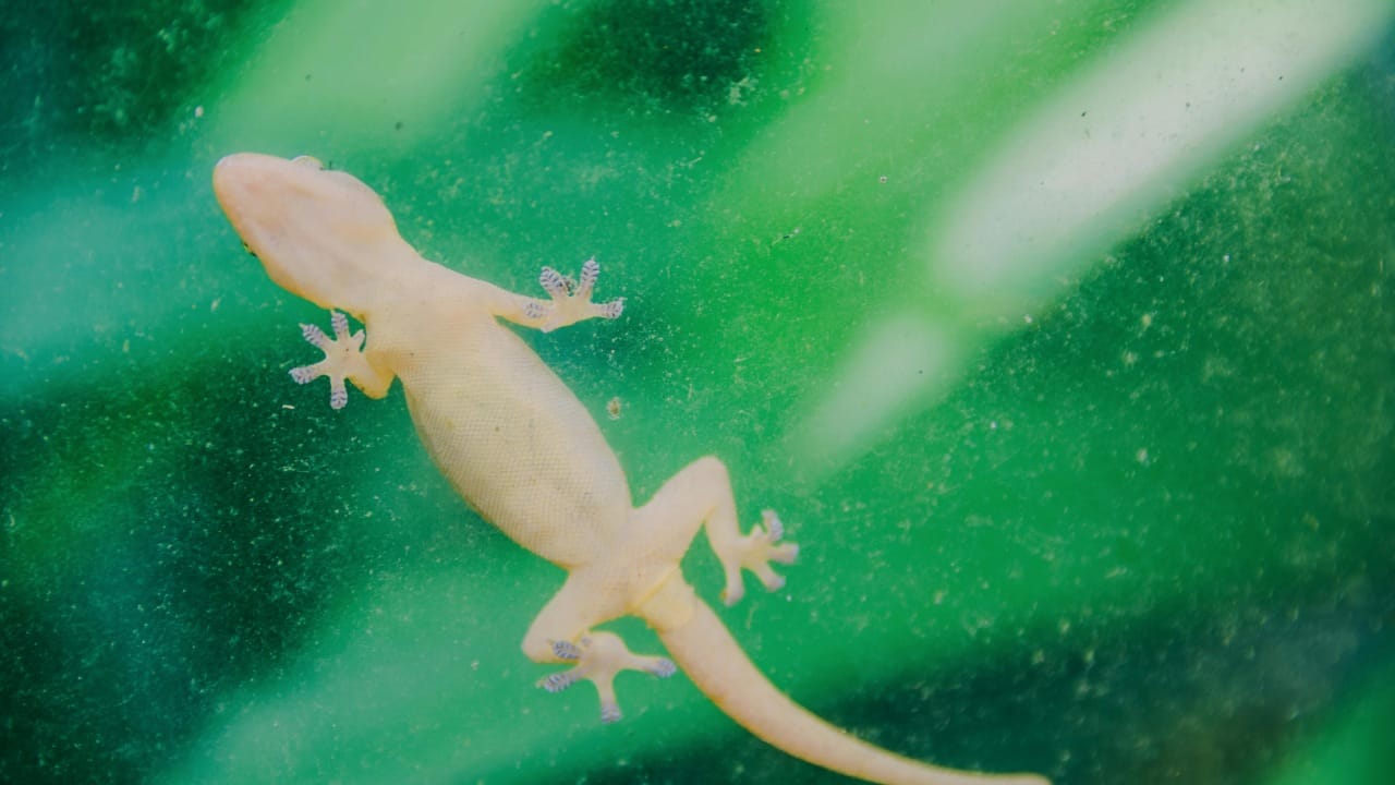 कांद्याचा तीव्र आणि तिखट वास देखील पालींना पळवून लावण्यास मदत करतो. यासाठी कांद्याचे तुकडे करून जिथे पाल येते, अशा ठिकाणी ठेवा. तसेच कांद्याचा रस काढून पाण्यात मिसळून तो स्प्रे देखील करू शकता.