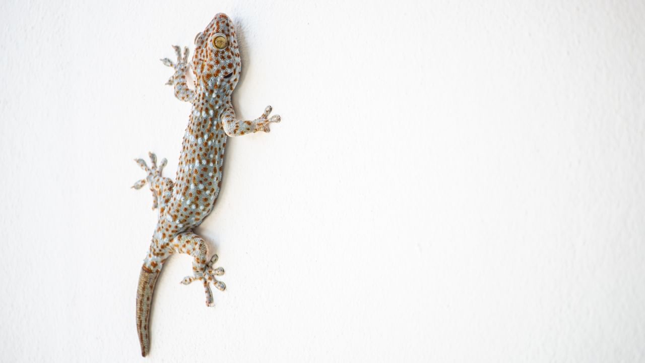 लसणाचा तीव्र वास पालींना दूर ठेवण्यासाठी खूप प्रभावी मानला जातो. यासाठी काही लसूण पाकळ्या सोलून दरवाजे किंवा खिडक्यांजवळ ठेवा. तुम्ही लसणाचा रस पाण्यात मिसळून घरातील वेगवेगळ्या ठिकाणी फवारणी देखील करू शकता.