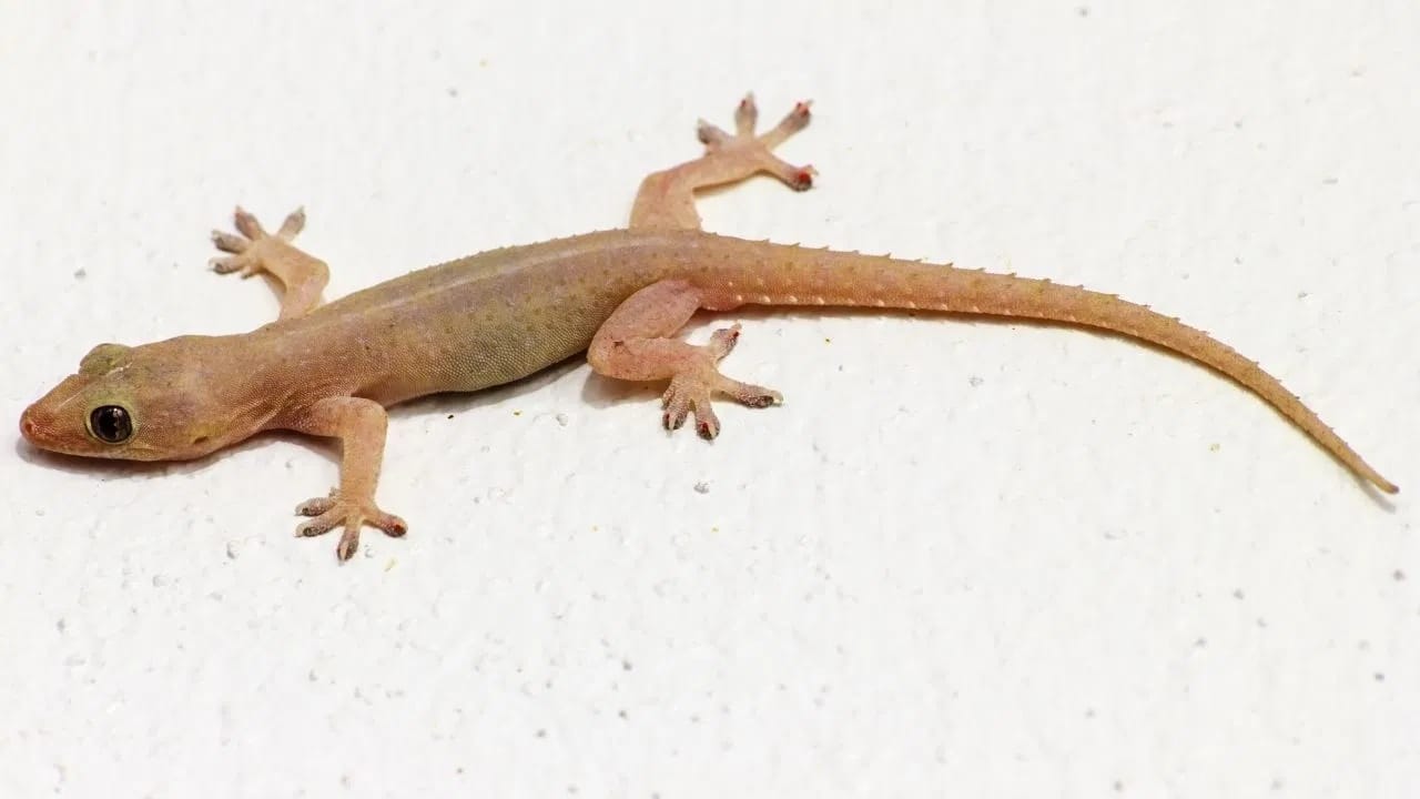 जर तुमच्याही घरात पालींनी उच्छाद मांडला असेल आणि त्यापासून सुटका मिळवण्यासाठी जर तुम्ही महागडे स्प्रे किंवा रसायनांवर पैसे खर्च करत असाल, तर थांबा कारण पालींना पळवून लावण्यासाठी रसायनांचाच वापर करणे गरजेचे नाही.